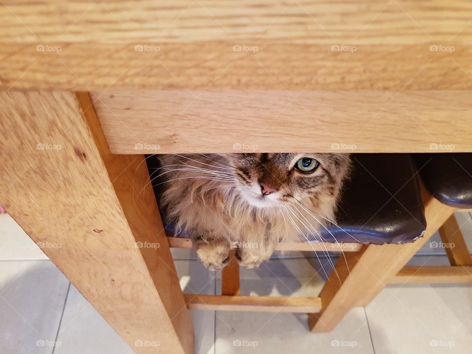 cat feline hiding peeking out from under table.