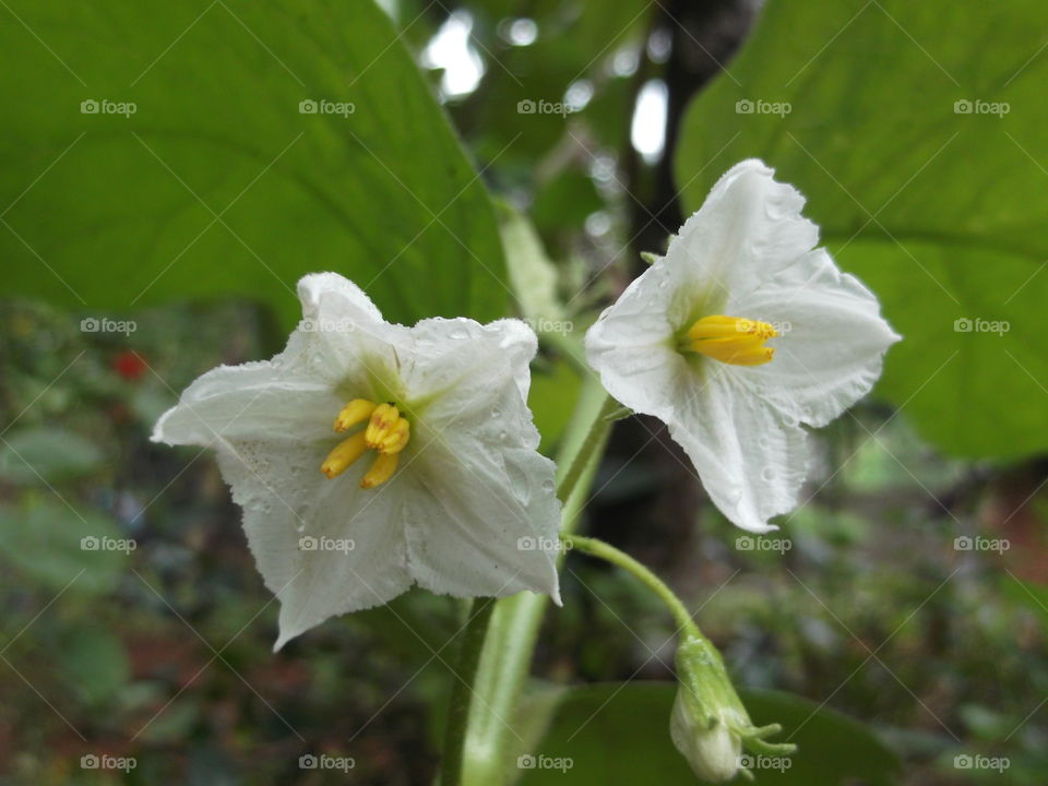 Beautiful flowers photos