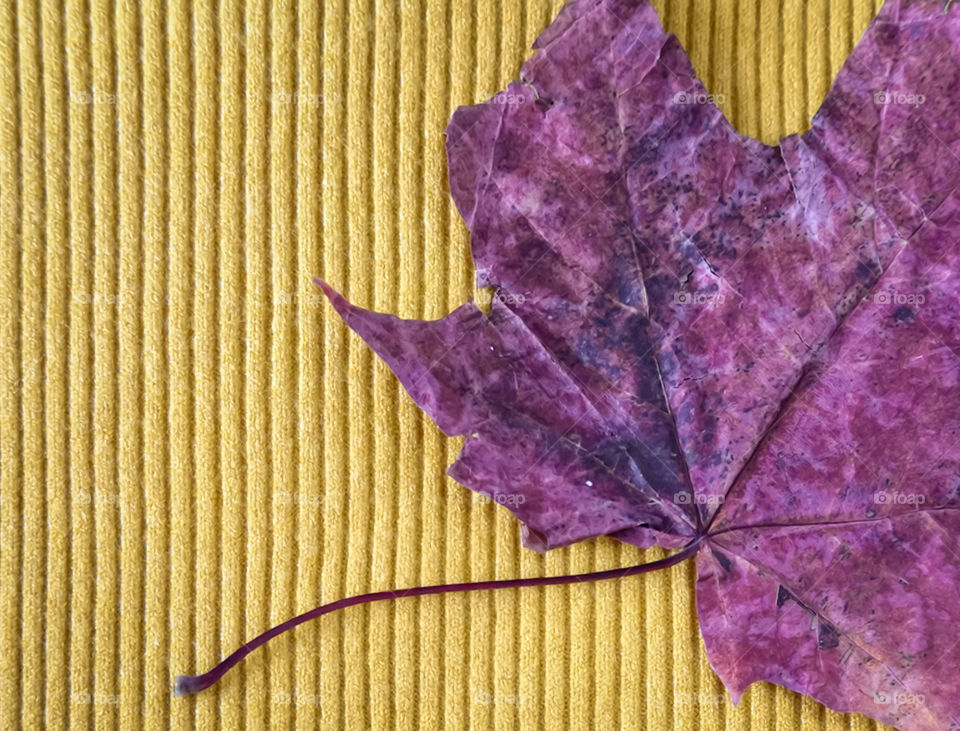 Dry purple maple leaf on a background of soft bright yellow wool knitwear