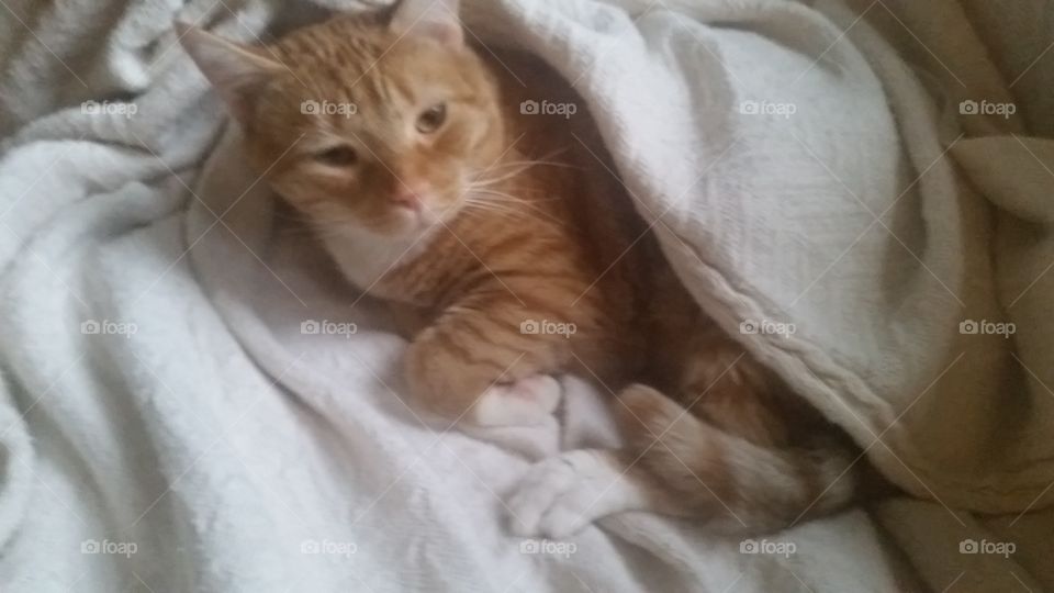 whitey getting ready for sleep time