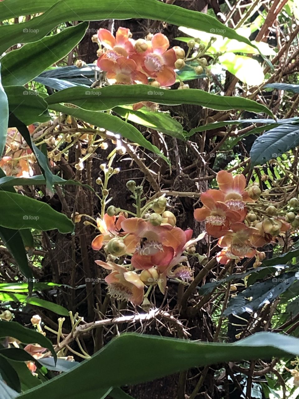 I love this photo, the flowers around the temple 