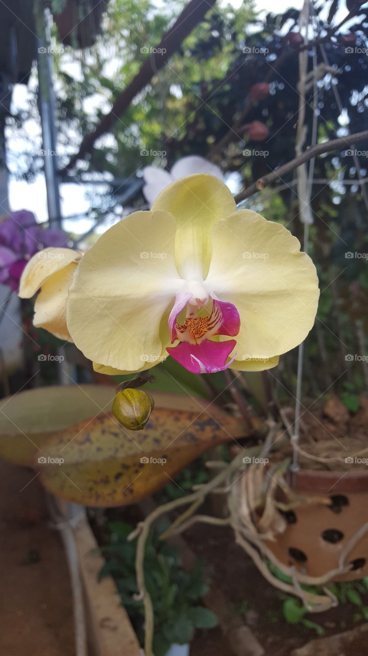 hoa lan #orchids#