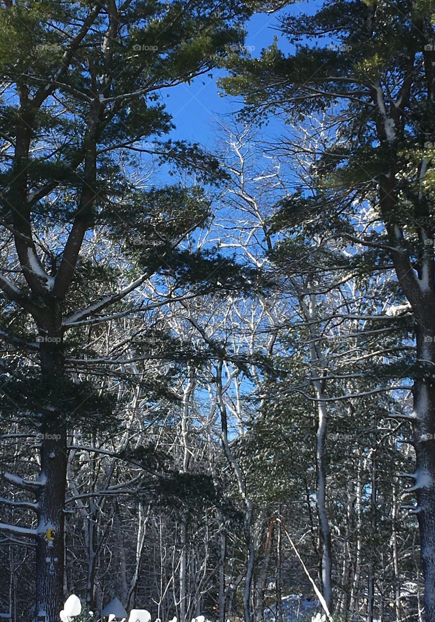 Woodland After Snowstorm, Now Blue Sky