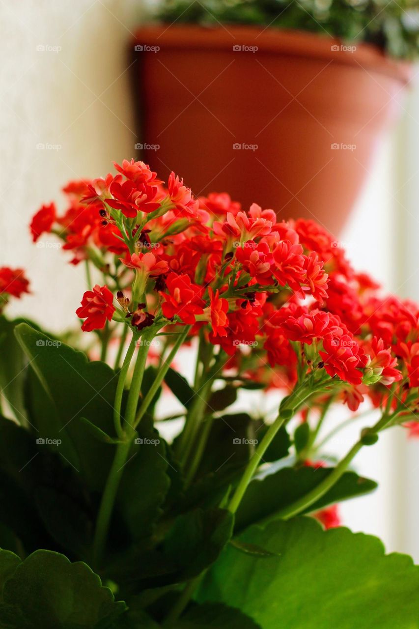 Red Flowers 