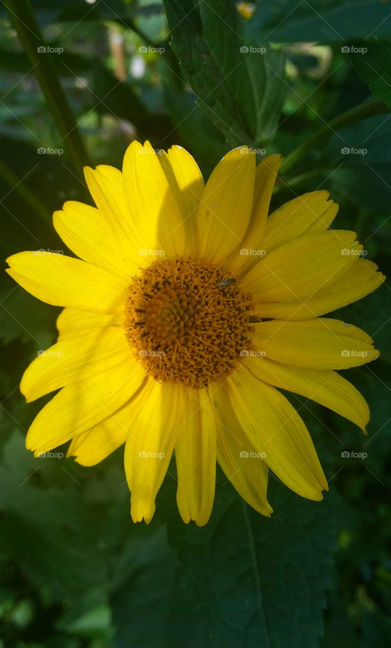beautiful sunflower with shadow