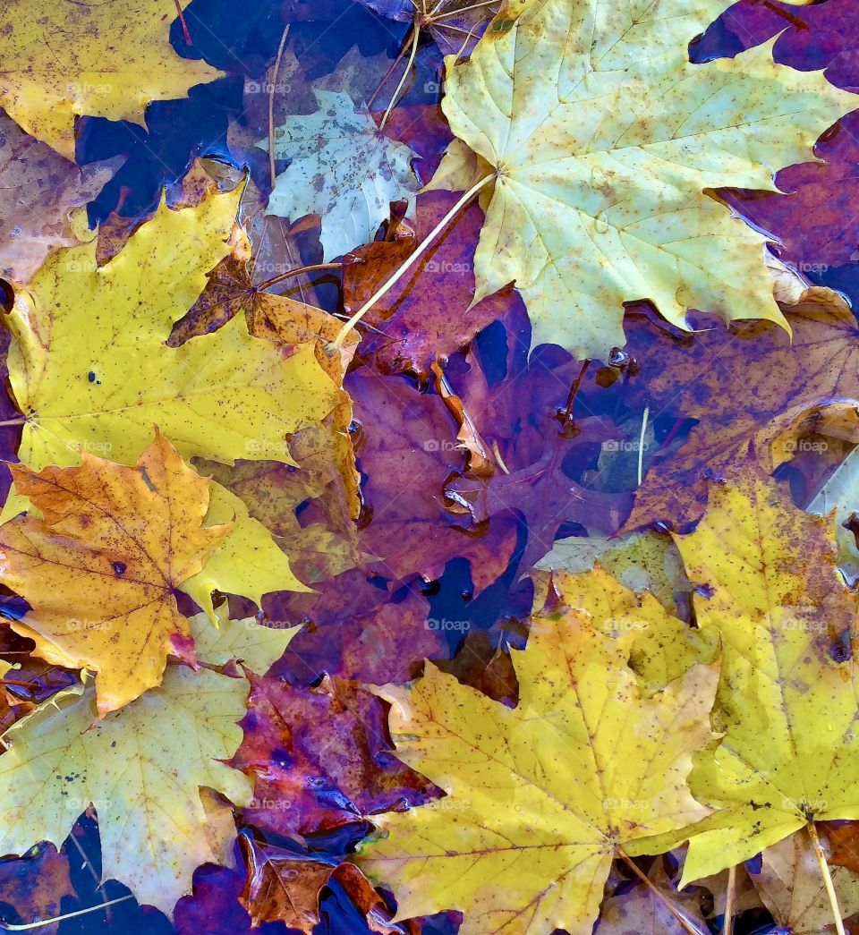 The mood of autumn leaves in a water puddle 