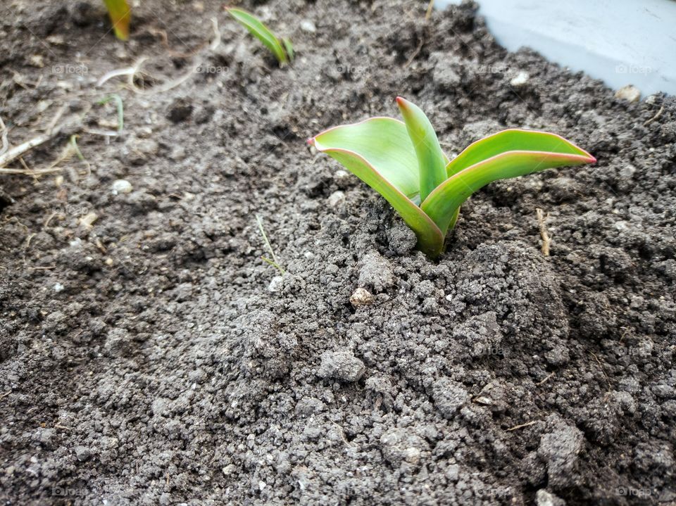 Green leaves of tulip in the garden.