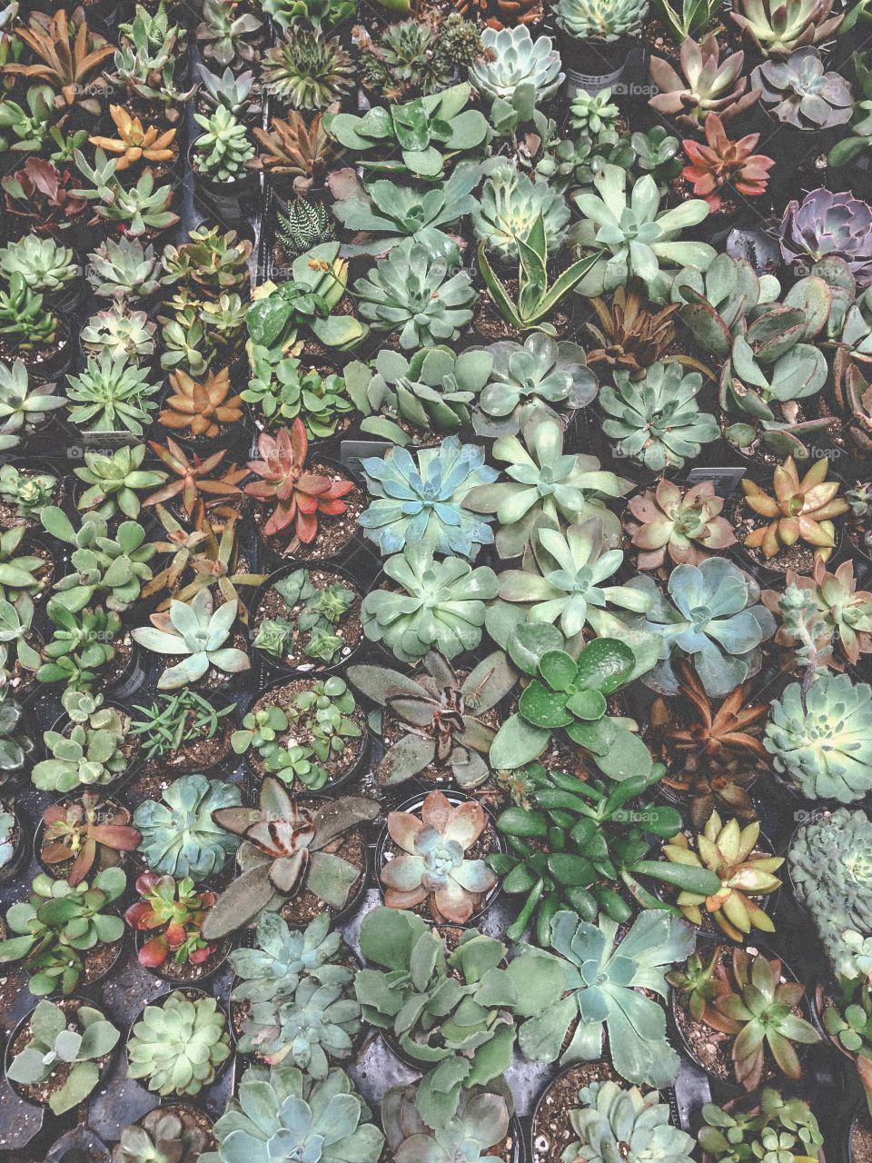 Succulents 