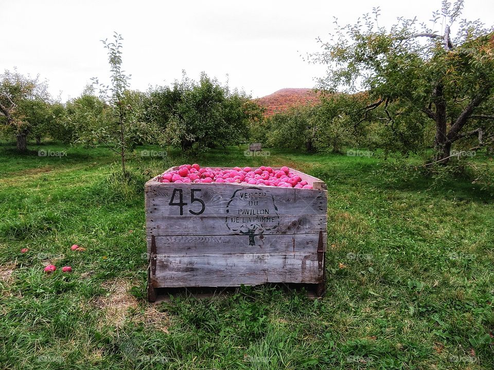 Orchard St Hilaire Québec 