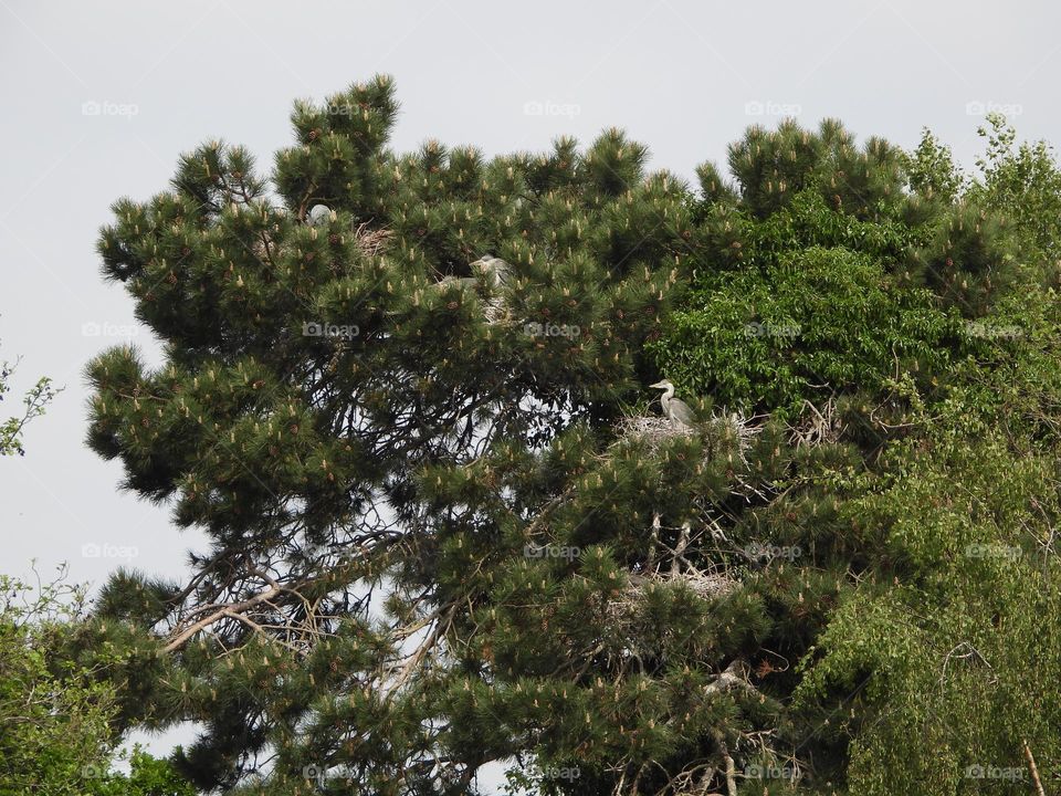 Heron nesting in a tree