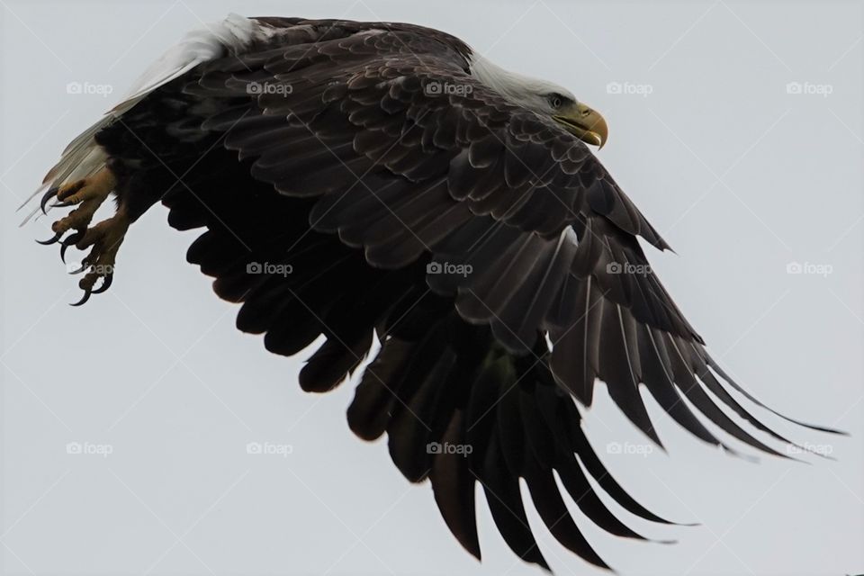 A bald eagle leaves a tall tree to search for it's dinner