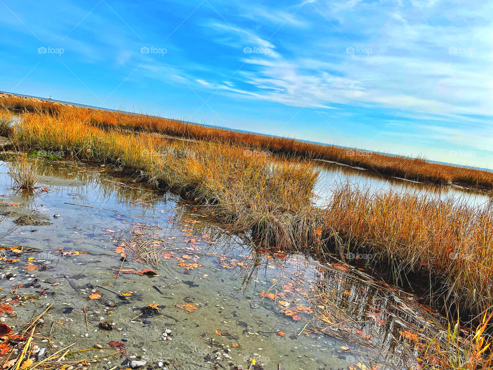 Autumnal colors at the beach 