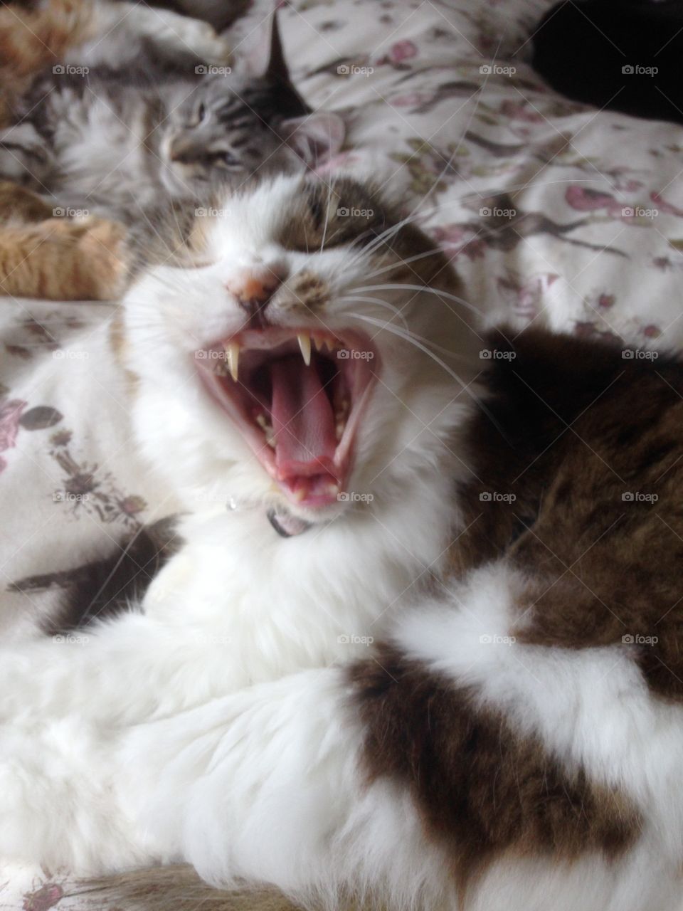 Singing cat