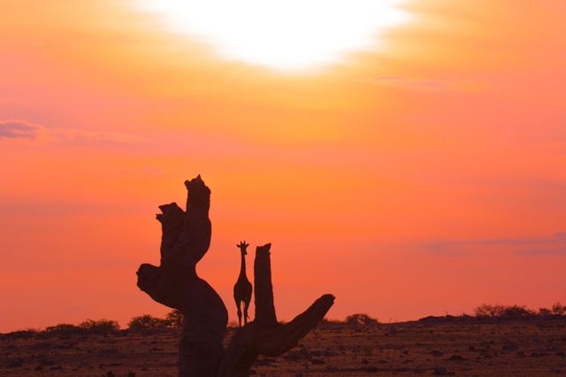 giraffe