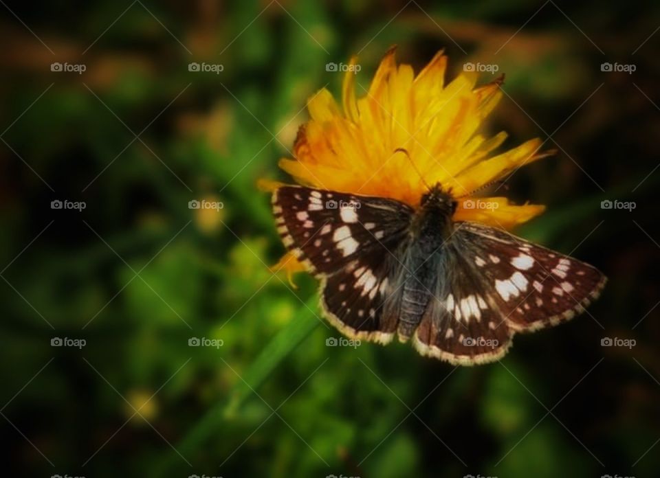 autumn butterfly