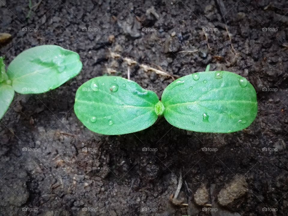 Green cucumber sprouts