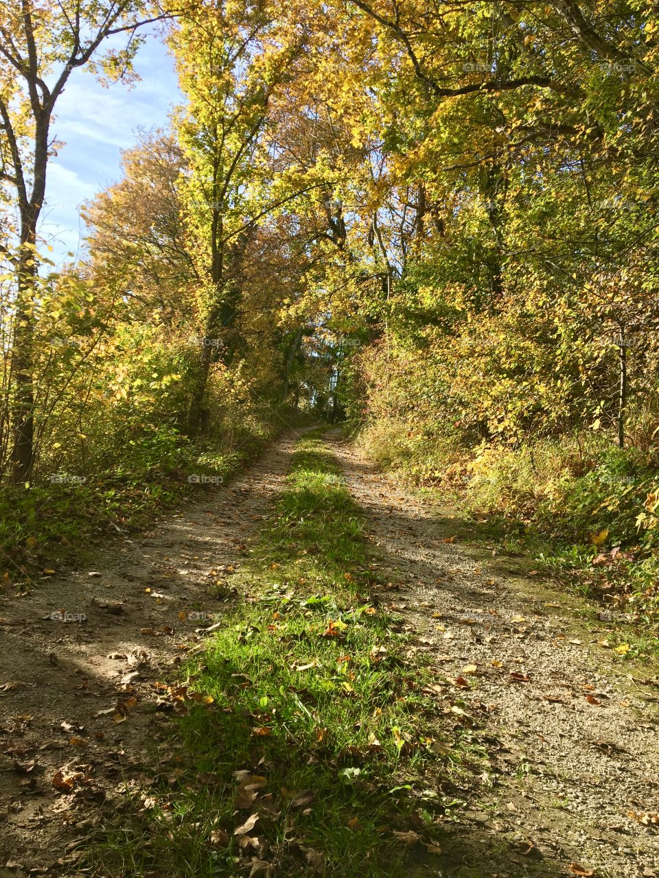 Path to forest