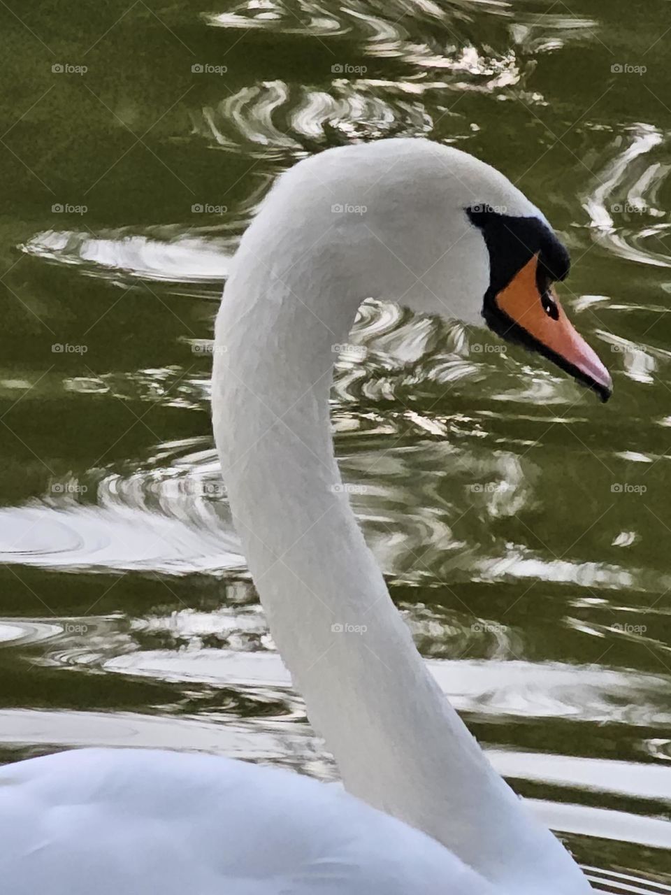 Pure Elegance of a Swan 🦢