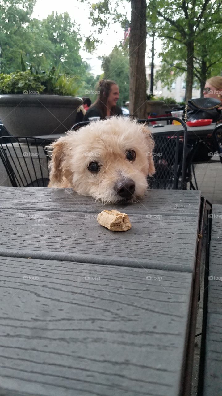 Bichon Poodle Looks Longingly Alone