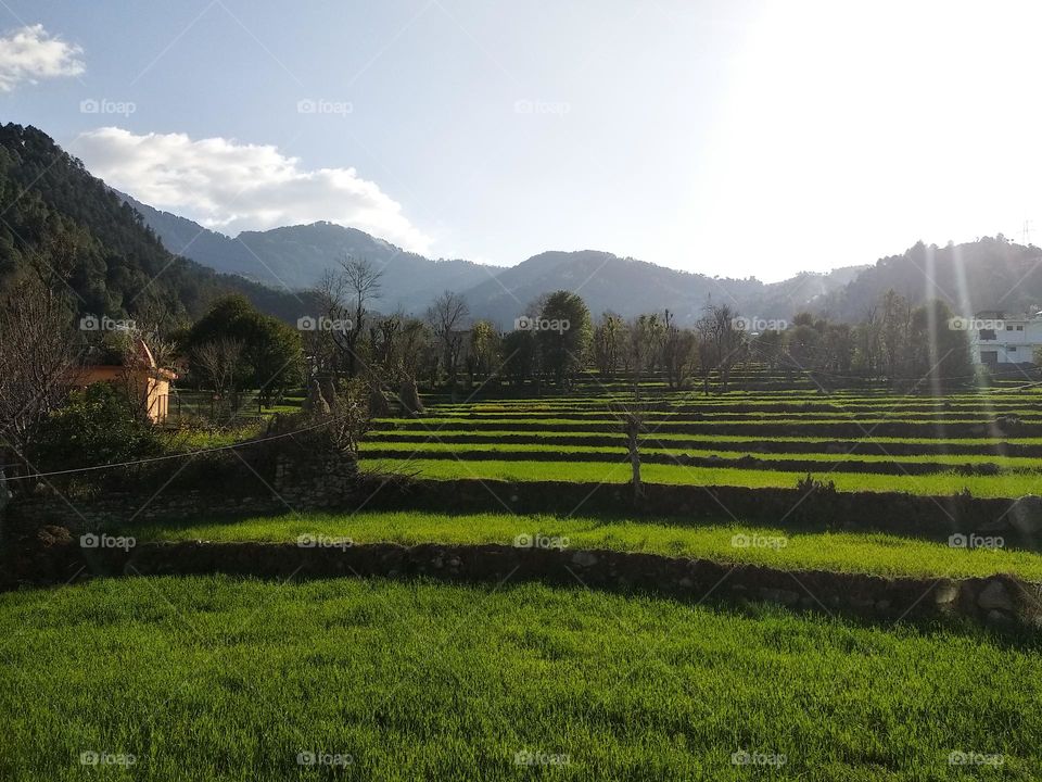 This picture captures the beauty and vitality of a lush green agricultural field. Rows of healthy crops stretch towards the horizon, bathed in the warm glow of the sun. The contrast between the verdant plants and the clear blue sky is truly stunning.