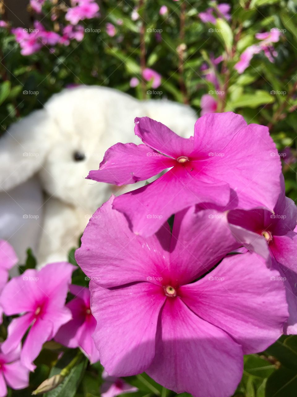 Peek a boo behind a pink floral garden, Easter bunny plush animal, 
