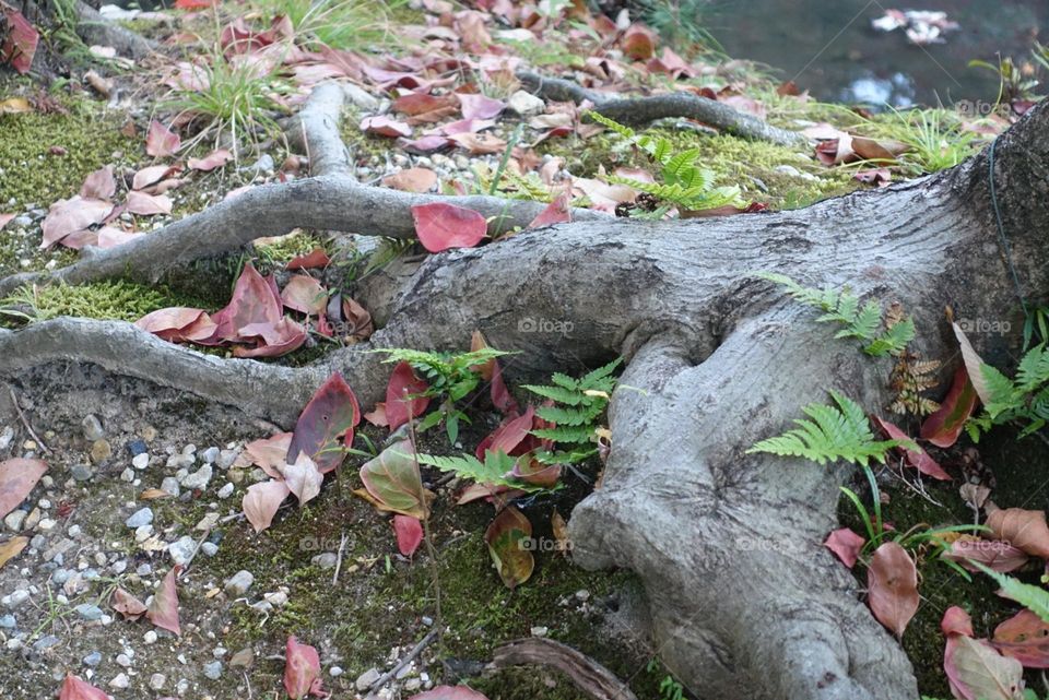 Tree and Autumn leaves