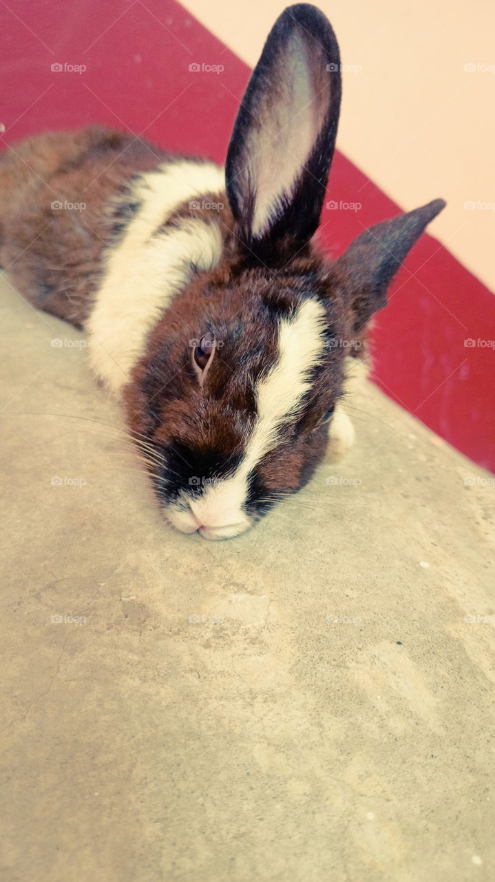 Rabbit Nice Look India