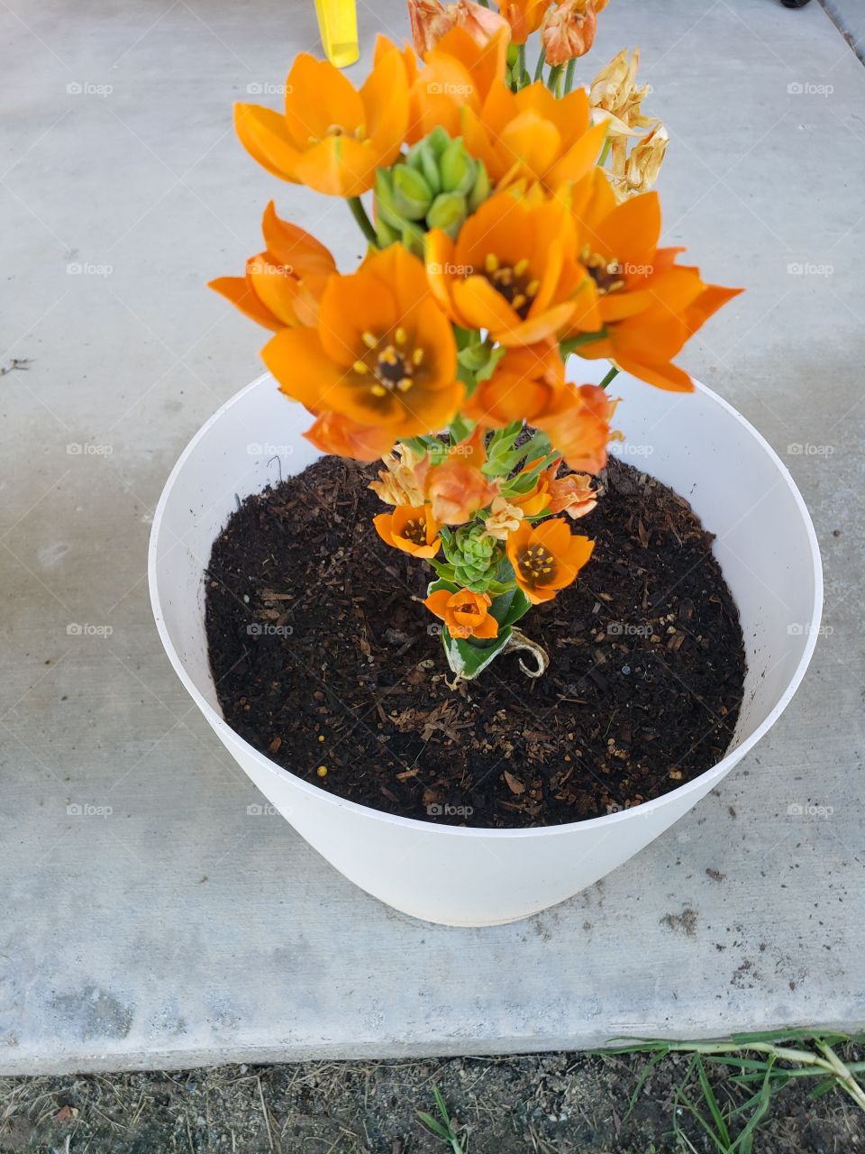 Orange flower tower