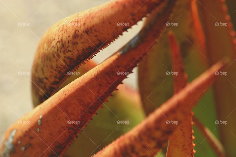 Close-up of orange cactus