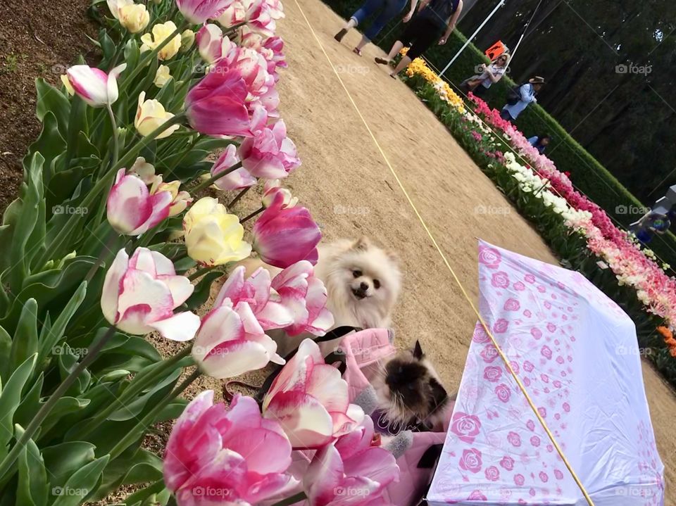 A beautiful tulip flowers with more colour at  Tesselaar Tulip Festival in Melbourne Australia with cute dog and cat