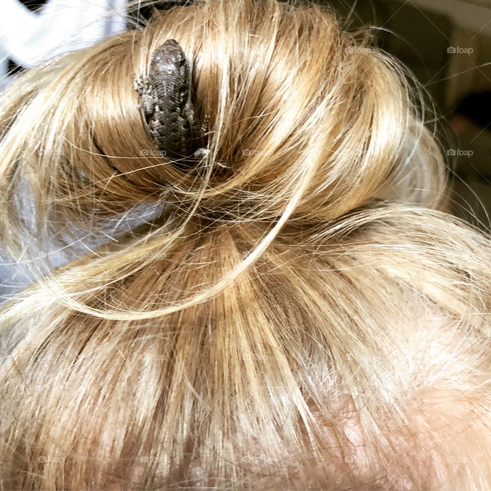 Lizard uses girls bun for shelter 