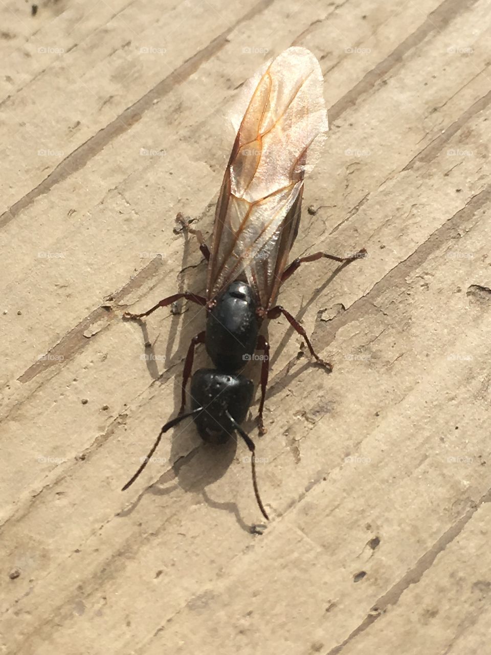 Bug on my deck