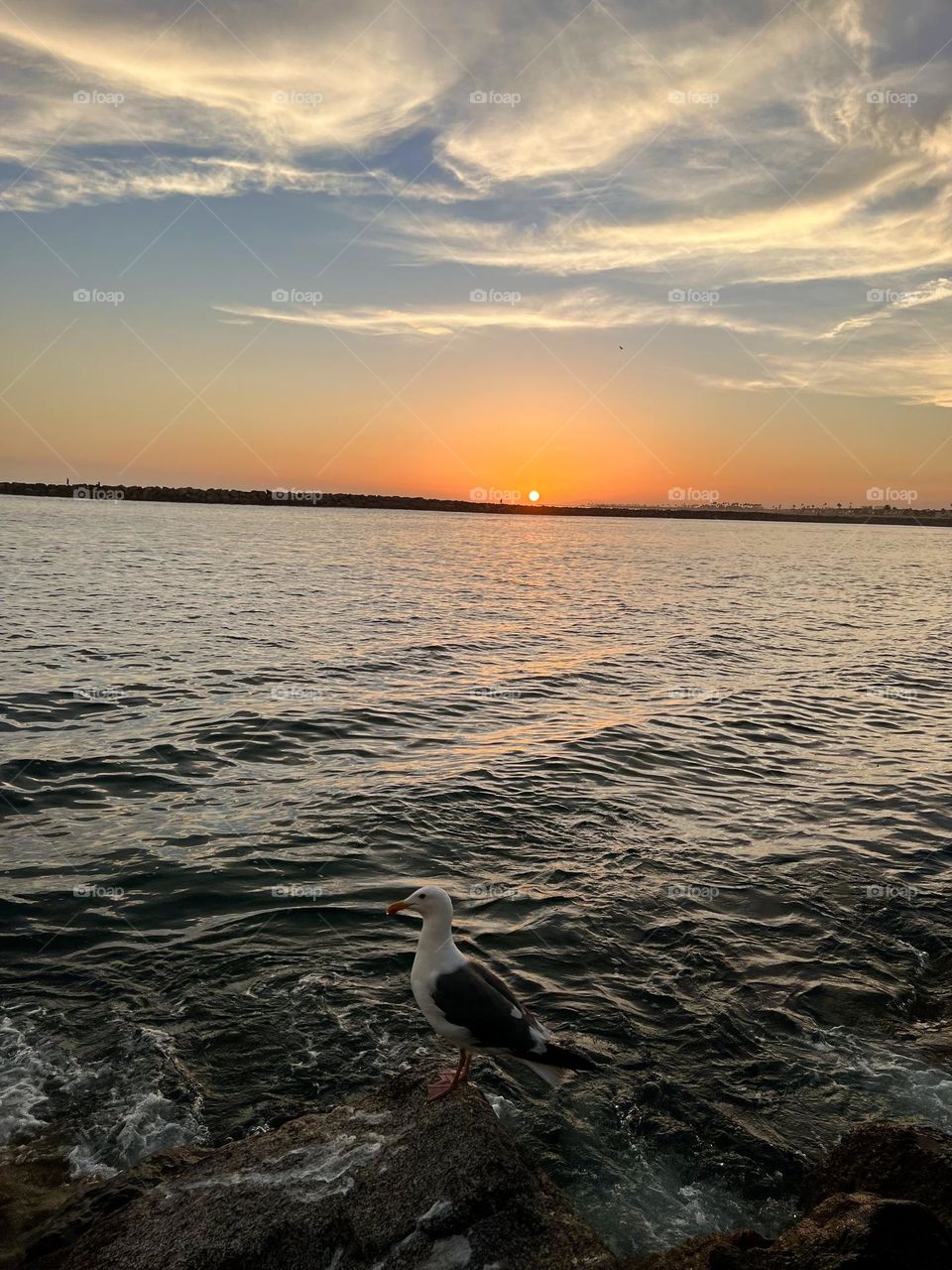 Beautiful sunset on Corona del Mar State Beach with a
seagull in front of it