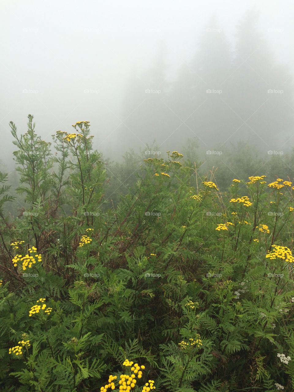 Yellow flowers in the fog