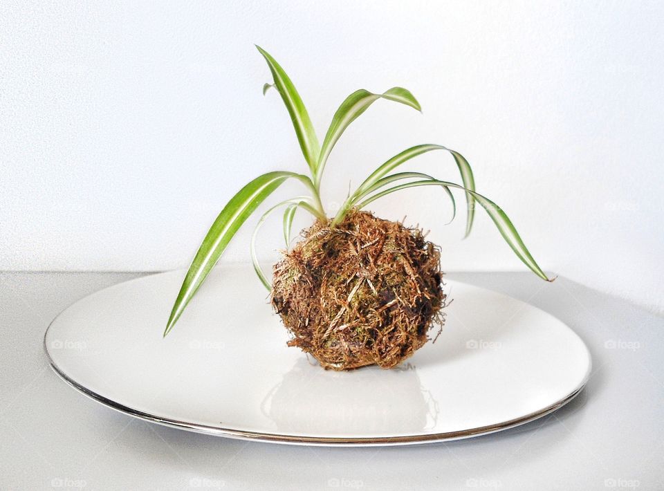 Minimal Plant Composition