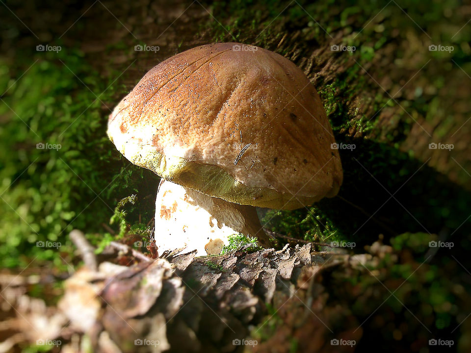 One mushroom in the forest