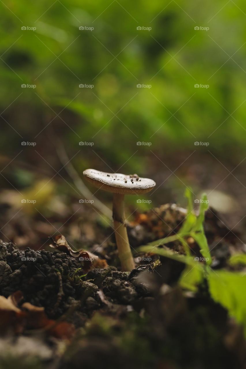 mystical beautiful mushrooms in lechu, mushrooms are listed in various rivers, shapes and forms of mushroom origin.