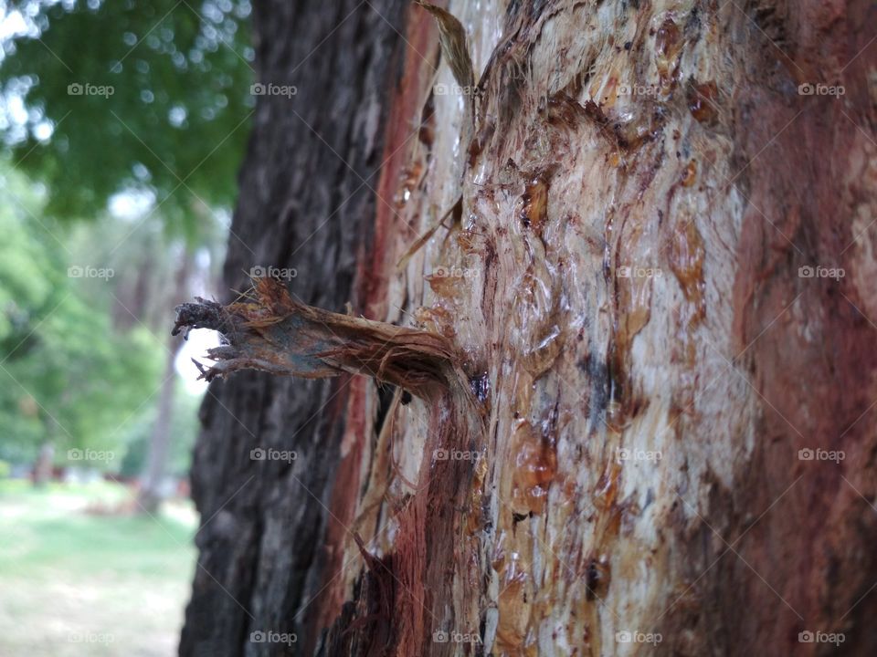 Bark of tree