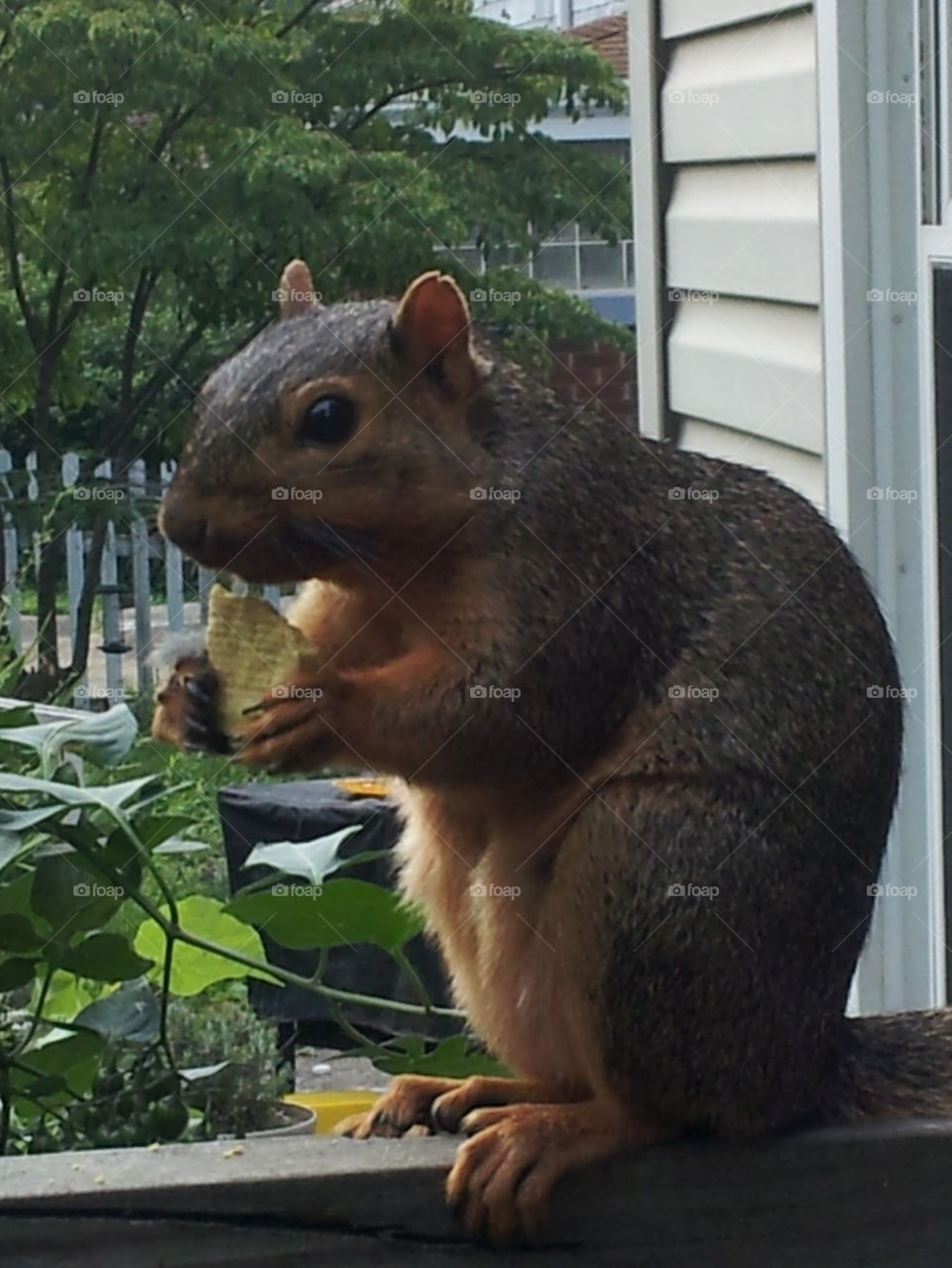 my squirrel