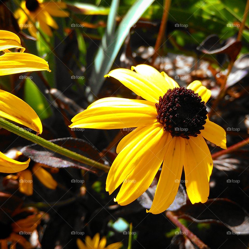 black-eyed Susan. flow I saw in the hospital garden