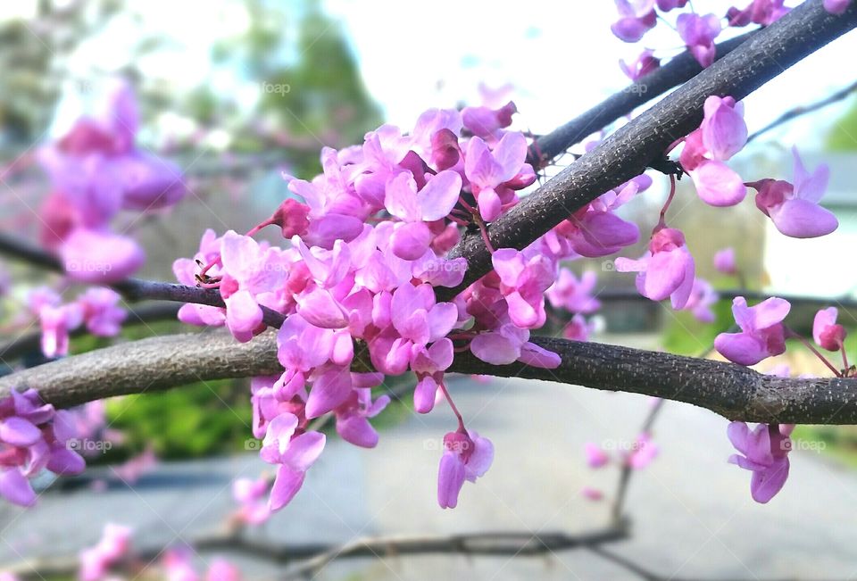Spring  Flowers Tree Pink