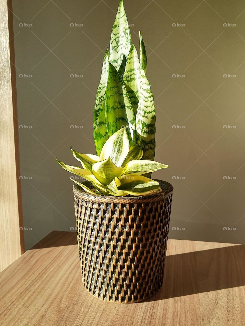 plant in wood pot