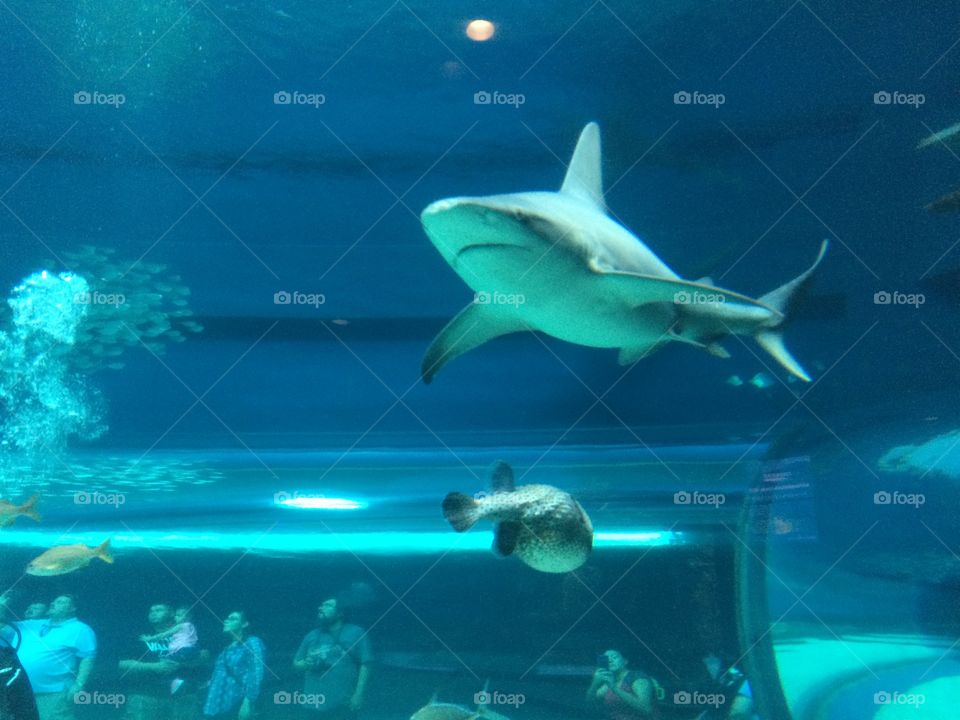Scary shark bottom view swimming in aquarium. 