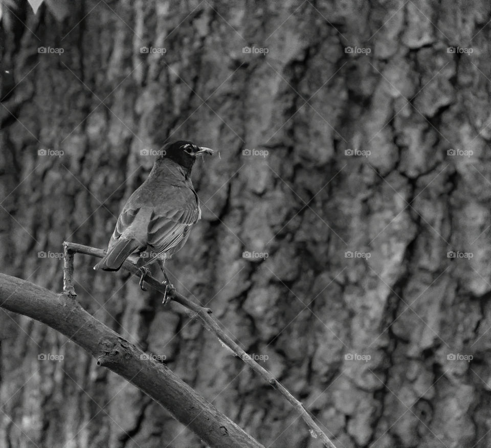 A well camouflaged bird eating at the Starved rock state park in Illinois.