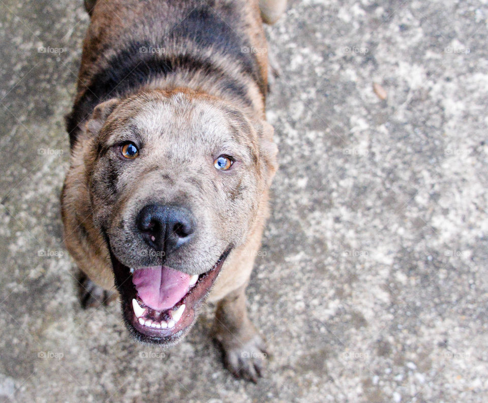 High angle view of dog with mouth open