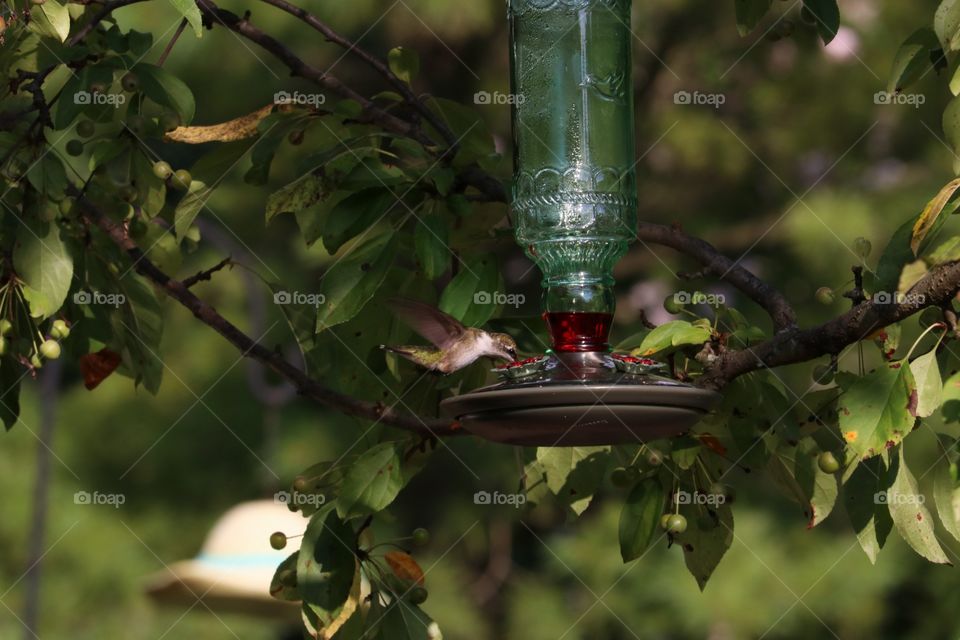 hummingbird feeder