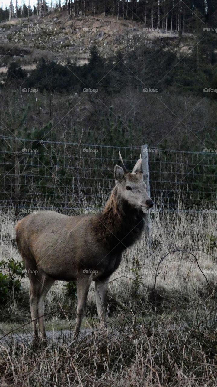 Scottish deer