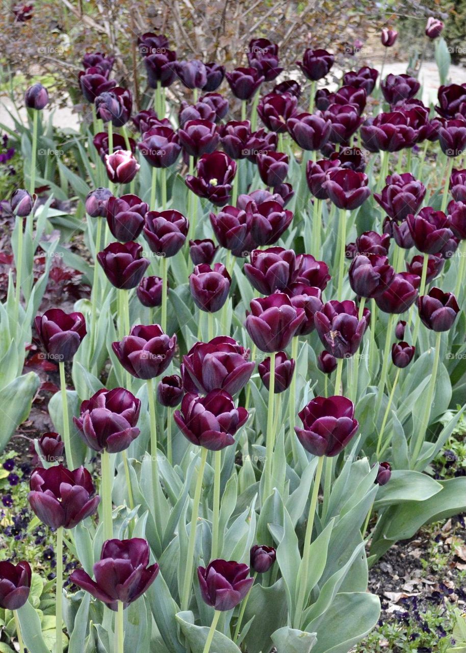 Tiptoe through the purple tulips