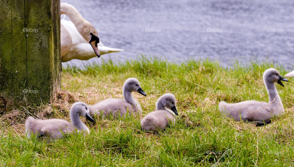 Baby swans