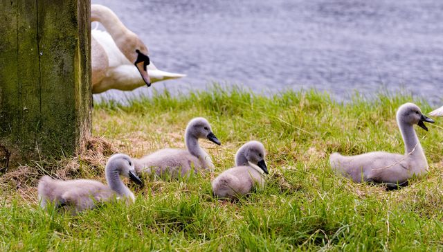 Baby swans
